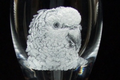 parrot