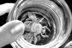z-bee-in-pot