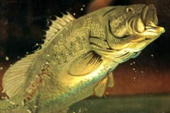Engraved Bass inside a mirror (Colour is the sunlight)