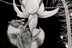 Bumble bee tomato flower Koppert